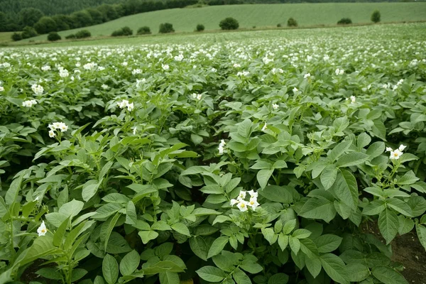 Grön potatis fält i blommor — Stockfoto