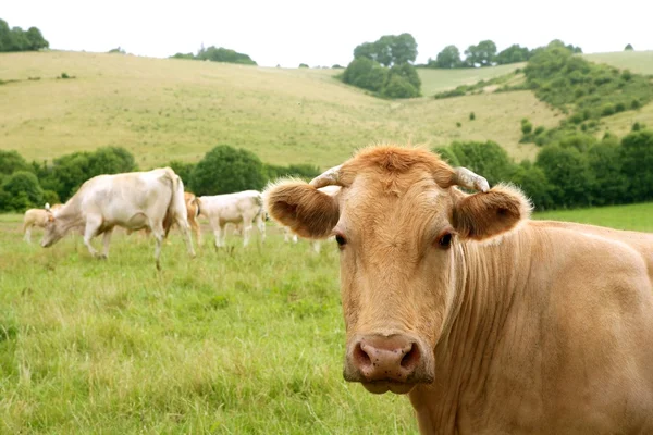 米色奶牛吃在绿色草地上的牛 — 图库照片