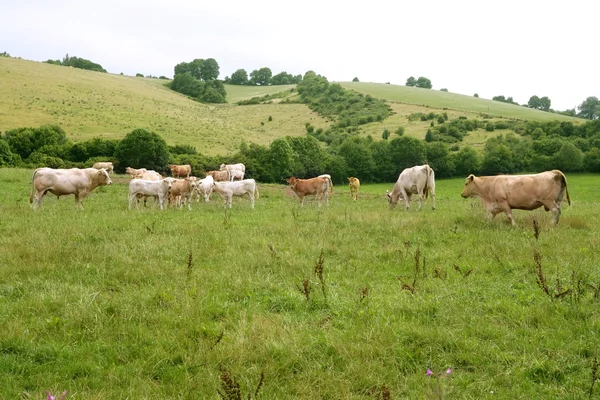 Beige cows cattle eating in green meadow — Stock Photo, Image