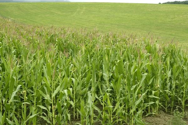 Кукурудзяні зелені поля пейзаж на відкритому повітрі — стокове фото