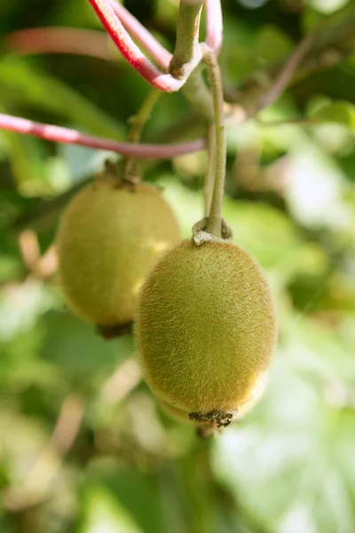 Plody kiwi v strom makro detailkiwifrukter i trädet makro detalj — Stock fotografie
