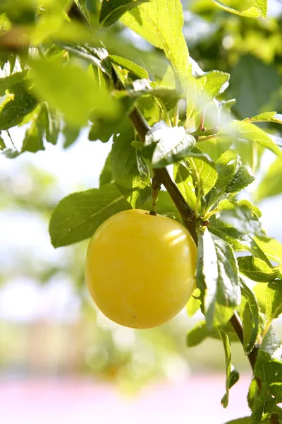 Mirabelle gelbe Pflaumenfrucht in ihrem Baum — Stockfoto