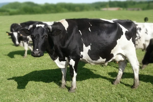 Krowy na łące bydła fresian — Zdjęcie stockowe