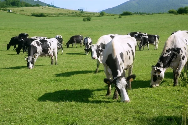 Vacas no prado gado fresiano — Fotografia de Stock