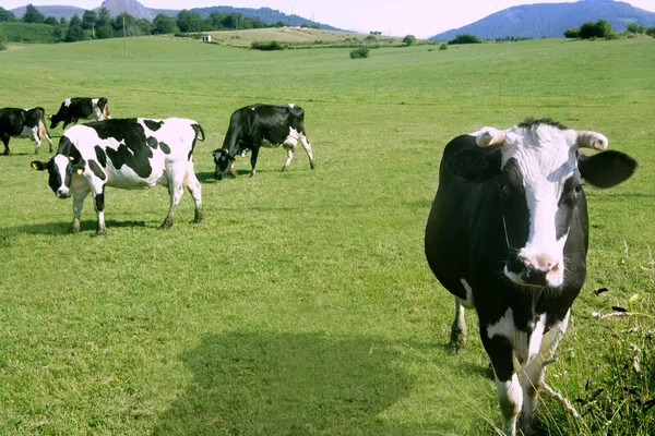 Kor på ängen fresian boskap — Stockfoto