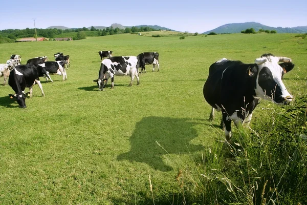 Vaches sur la prairie bovin fresian — Photo