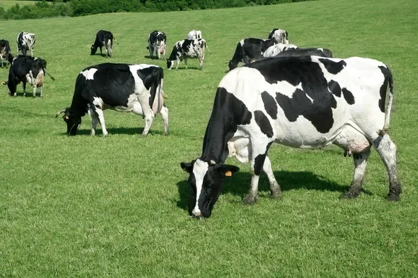 Üzerinde çayır fresian sığır ineklerin — Stok fotoğraf