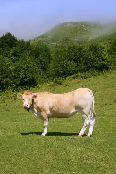 Поедание бежевых коров на зеленом лугу — стоковое фото