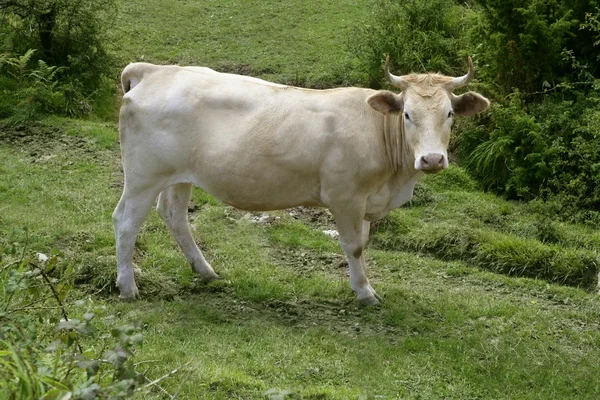 Vacas bege gado comendo no prado verde — Fotografia de Stock