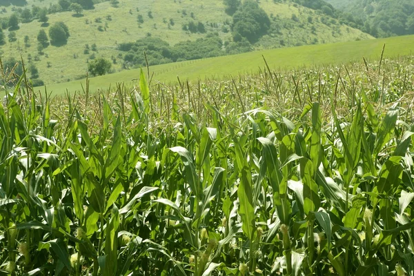 Зеленые кукурузные поля — стоковое фото