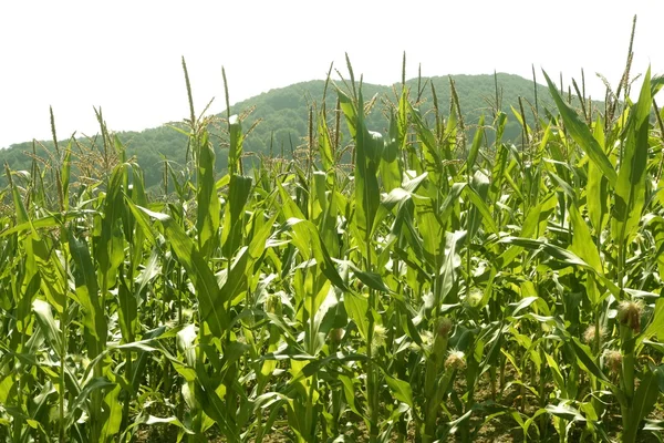 녹색 옥수수 필드 야외 풍경 — 스톡 사진