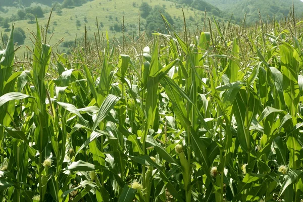 Зеленые кукурузные поля — стоковое фото