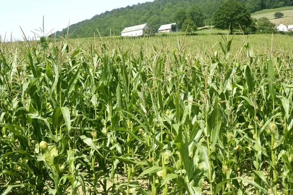 Кукурудзяні зелені поля пейзаж на відкритому повітрі — стокове фото