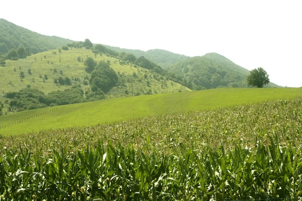 Milho campos verdes paisagem ao ar livre — Fotografia de Stock