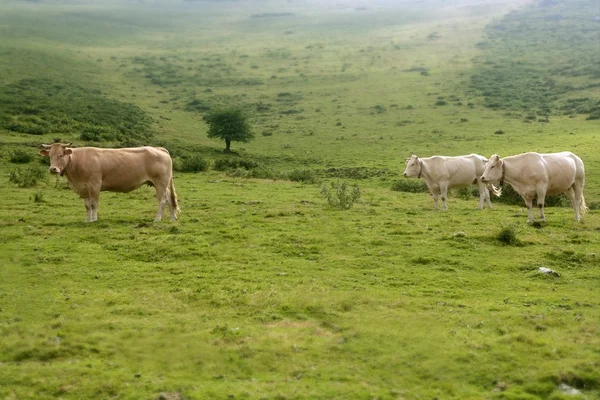 ベージュ牛牛の緑の牧草地で食べる — ストック写真