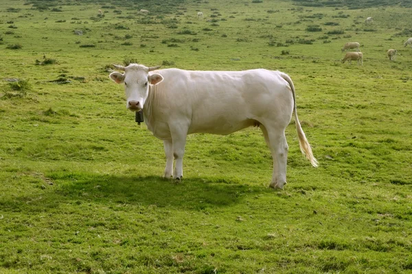 Bej yeşil çayır yemek sığır ineklerin — Stockfoto
