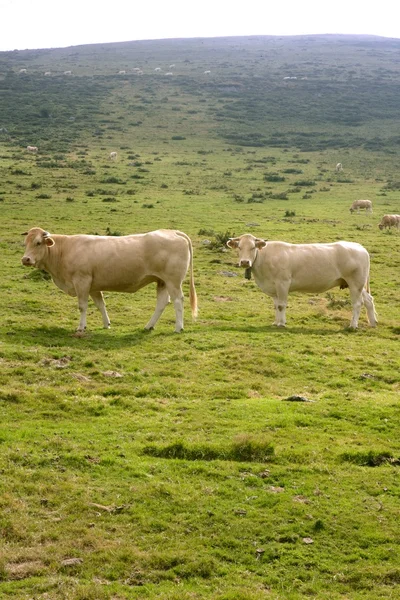 Beige cows cattle eating in green meadow — Stock Photo, Image