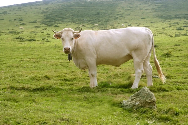 Vacas beige ganado comer en prado verde — Foto de Stock