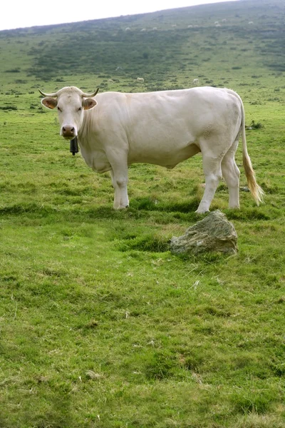 Bej yeşil çayır yemek sığır ineklerin — Stockfoto