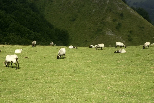 피레네 산맥 양와 녹색 풀밭 — 스톡 사진