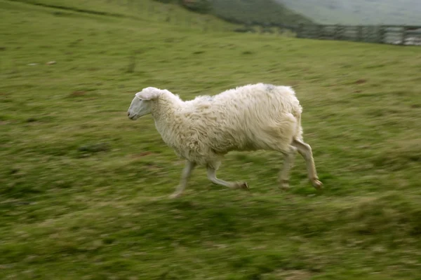 Pyrenees koyunları ile yeşil çayır — Stok fotoğraf