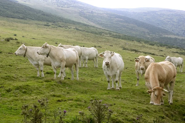 Vaches beiges bovins mangeant dans la prairie verte — Photo