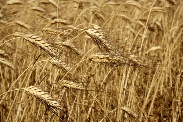 Agriculture wheat golden dried fiels crop — Stock Photo, Image