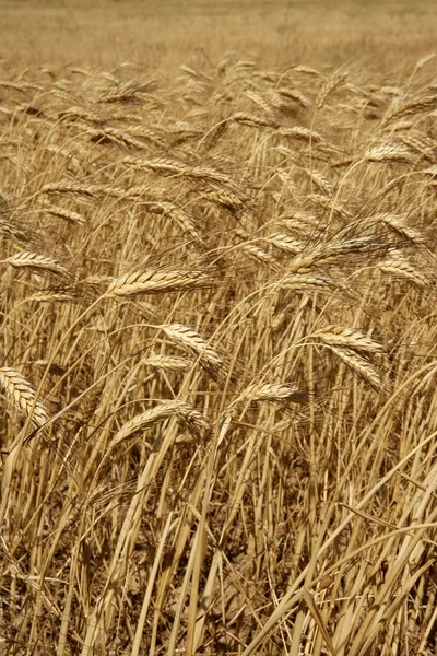 Земледельческий урожай пшеницы — стоковое фото