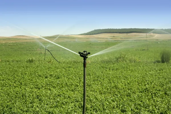Sprinkler öntözési zöldség a mezőt — Stock Fotó