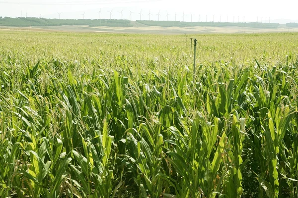 Pola kukurydzy zielony krajobraz na zewnątrz — Zdjęcie stockowe