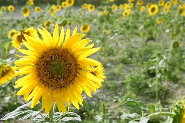 Zonnebloem plantage levendige gele bloemen — Stockfoto