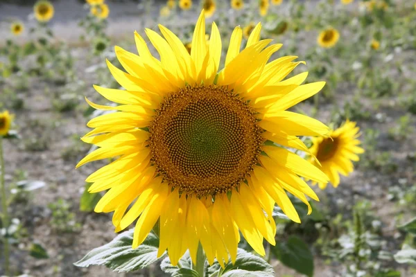 Plantação de girassol flores amarelas vibrantes — Fotografia de Stock