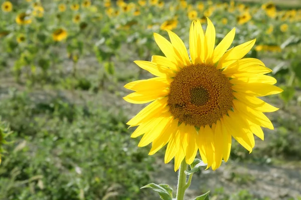 Sunflower plantation vibrant yellow flowers — Stock Photo, Image