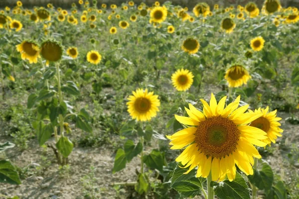해바라기 농장 활기찬 노란색 꽃 — 스톡 사진