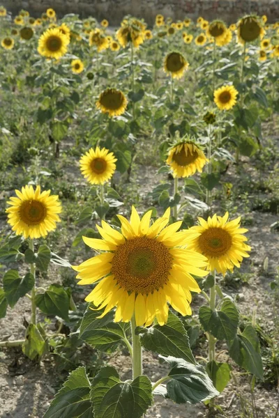Napraforgó ültetvény élénk sárga virágok — Stock Fotó