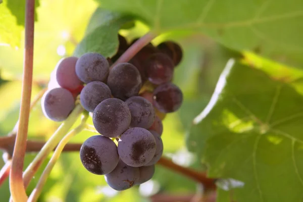 Jordbruk vin röd grapefrukt fältet — Stockfoto