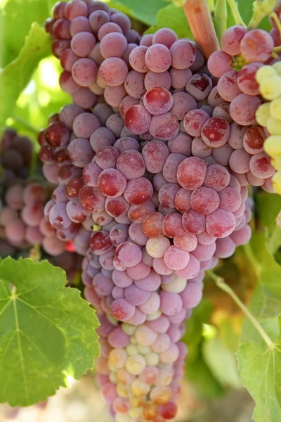 農業ワイン赤グレープ フルーツ フィールド — ストック写真