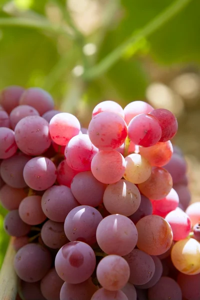 Agricultura vinho tinto grapefruit field — Fotografia de Stock