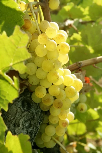 Läcker gul grapefrukt på vingården fält — Stockfoto
