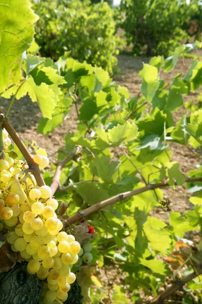 Золотые виноградники Грейпфрута летом — стоковое фото