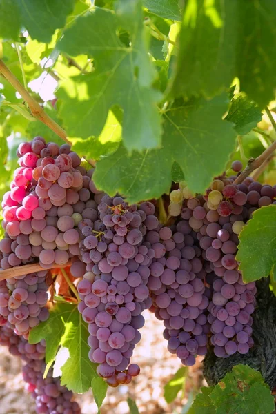 Tarım şarap kırmızı greyfurt alan — Stok fotoğraf