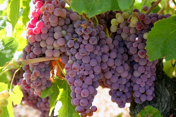 Сільське вино червоне грейпфрутове поле — стокове фото