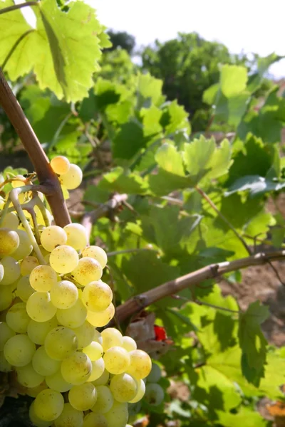 Köstliche gelbe Grapefruit auf Weinfeldern — Stockfoto