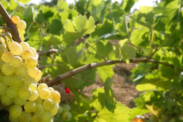 Campos de vinha dourada de toranja no verão — Fotografia de Stock