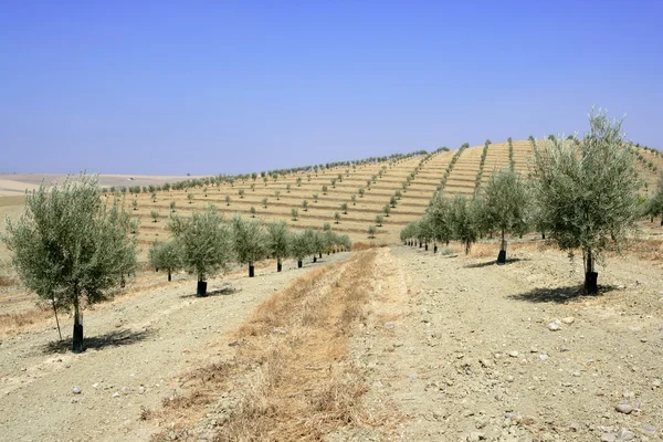 Pole Kraj młodych drzew oliwnych wzgórze — Zdjęcie stockowe