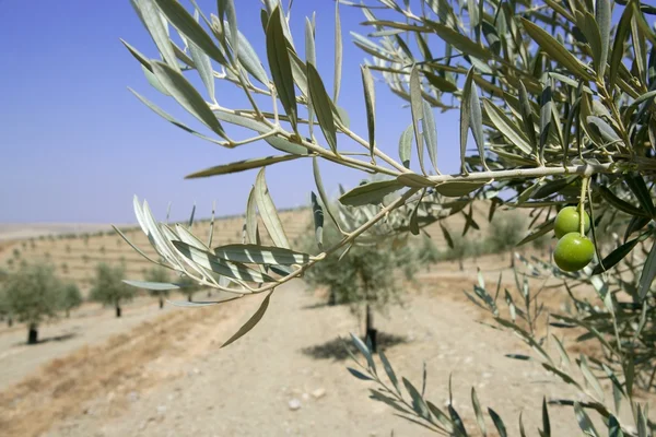 Piękne zielone pola oliwek makro nad niebieski niebo — Zdjęcie stockowe