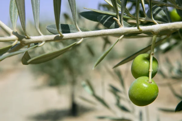 Vacker grön oliv fältet makro under blå himmel — Stockfoto