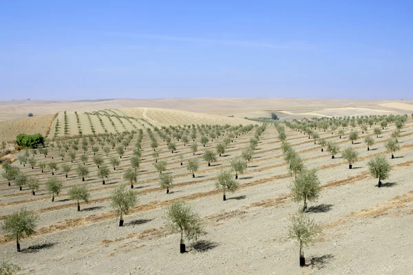 Zielone pola oliwek w słoneczny dzień lata — Zdjęcie stockowe