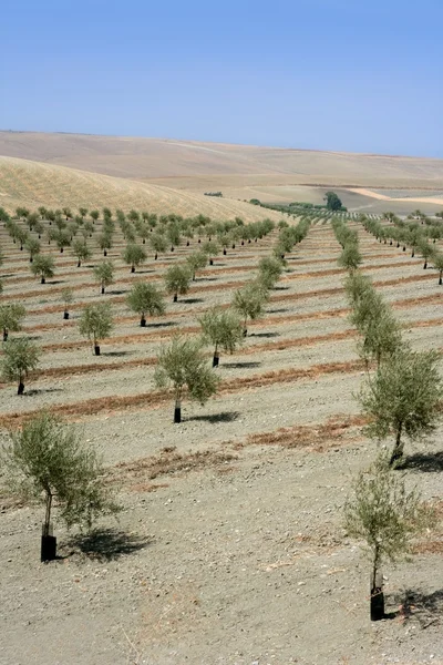 Pole Kraj młodych drzew oliwnych wzgórze — Zdjęcie stockowe