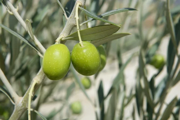 Beautiful green olive field macro over blue sky — Stock Photo, Image